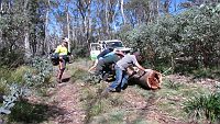 15-Convoy helps the Ranger to move a fallen tree off the Tingaringy Track
